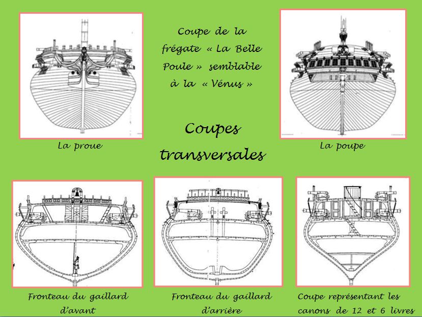 Coupe Venus